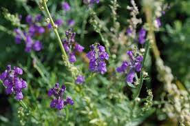 Image result for Linaria purpurea