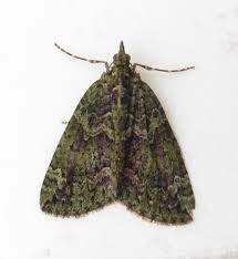 Attēlu rezultāti vaicājumam “Chloroclysta siterata”