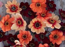 Attēlu rezultāti vaicājumam “Galega orientalis fruit”