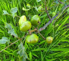 Attēlu rezultāti vaicājumam “Carex panicea fruit”