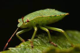 Attēlu rezultāti vaicājumam “Palomena prasina nymph”