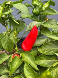 Afbeeldingsresultaat voor lipstick hot pepper