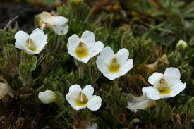 Attēlu rezultāti vaicājumam “Euphrasia”