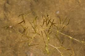 Attēlu rezultāti vaicājumam “Najas flexilis”