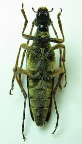 Attēlu rezultāti vaicājumam “Leptura annularis”