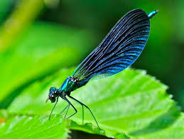 Attēlu rezultāti vaicājumam “Calopteryx virgo female”