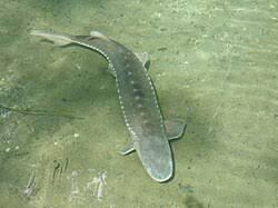 Image result for Acipenser desotoi