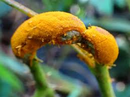 Attēlu rezultāti vaicājumam “Pucciniales”