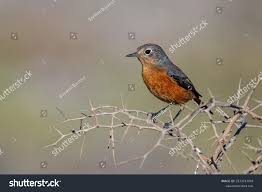 Image result for Phoenicurus moussieri