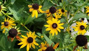 Image result for Rudbeckia fulgida
