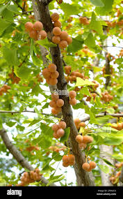 Attēlu rezultāti vaicājumam “Ginkgo biloba fruit”