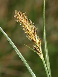 Attēlu rezultāti vaicājumam “Blysmus compressus leaf”