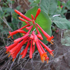 Attēlu rezultāti vaicājumam “Lonicera ferdinandii”