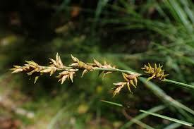 Attēlu rezultāti vaicājumam “Carex elongata”
