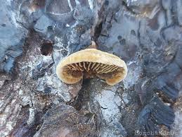 Attēlu rezultāti vaicājumam “Gloeophyllum abietinum”