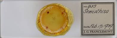 Attēlu rezultāti vaicājumam “Macaria signaria”