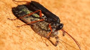 Attēlu rezultāti vaicājumam “Pompilidae”