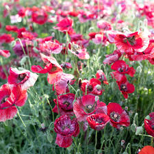 Image result for Papaver rhoeas 'Shirley'