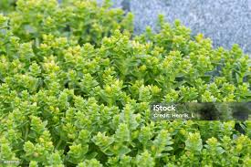 Attēlu rezultāti vaicājumam “Honckenya peploides”