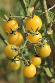 Afbeeldingsresultaat voor hawaiian white cherry tomato