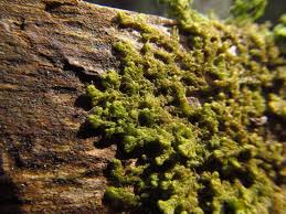 Attēlu rezultāti vaicājumam “Ptilidium pulcherrimum”