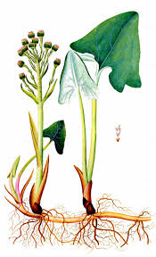 Attēlu rezultāti vaicājumam “Petasites spurius”