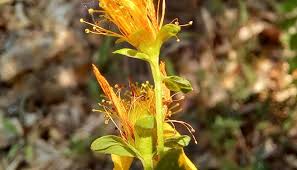 Attēlu rezultāti vaicājumam “Hypericum maculatum flower”