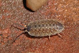 Attēlu rezultāti vaicājumam “Oniscoidea”