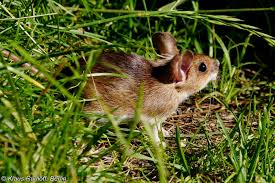 Attēlu rezultāti vaicājumam “Apodemus flavicollis”