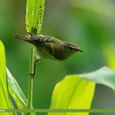 Attēlu rezultāti vaicājumam “Phylloscopus trochiloides”