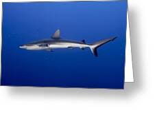 Image result for Carcharhinus amblyrhynchos