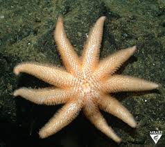 Attēlu rezultāti vaicājumam “Tubifera applanata macro”