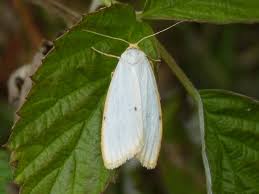 Attēlu rezultāti vaicājumam “Cybosia mesomella”