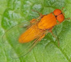 Attēlu rezultāti vaicājumam “Agathomyia wankowiczii”