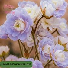 Image result for Geranium `Summer Skies`
