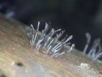 Attēlu rezultāti vaicājumam “Stemonitopsis typhina”