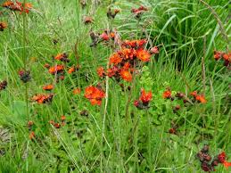 Attēlu rezultāti vaicājumam “Pilosella aurantiaca”