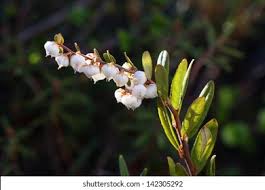 Attēlu rezultāti vaicājumam “Chamaedaphne calyculata flower”