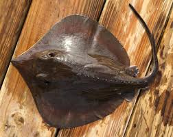 Image result for Hypanus sabinus