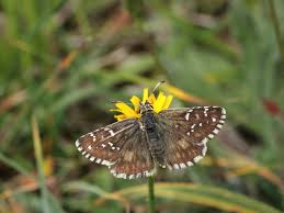 Attēlu rezultāti vaicājumam “Pyrgus alveus underside”