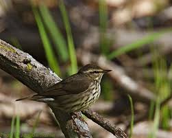 Image result for Seiurus noveboracensis