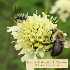 Image result for Scabiosa ochroleuca
