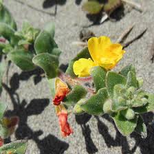 Attēlu rezultāti vaicājumam “Onagraceae”