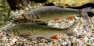 Image result for Squalius vardarensis