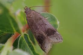 Attēlu rezultāti vaicājumam “Anacampsis blatariella”
