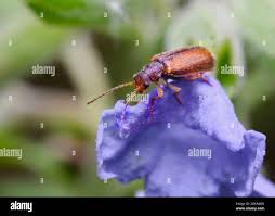 Attēlu rezultāti vaicājumam “Donacia dentata”