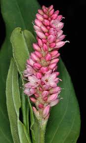 Attēlu rezultāti vaicājumam “Polygonum amphibium flower”