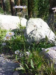 Attēlu rezultāti vaicājumam “Symphyotrichum x salignum leaf”