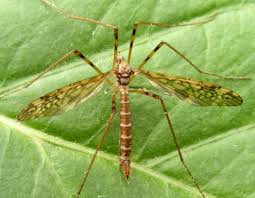 Attēlu rezultāti vaicājumam “Limoniidae”