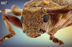 Attēlu rezultāti vaicājumam “Acanthocinus aedilis”